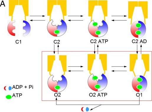 Proposed mechanism of CFTR gating from the PNAS paper cited below. Ivacaftor is thought to stabilize the O2 form over the C2 form.